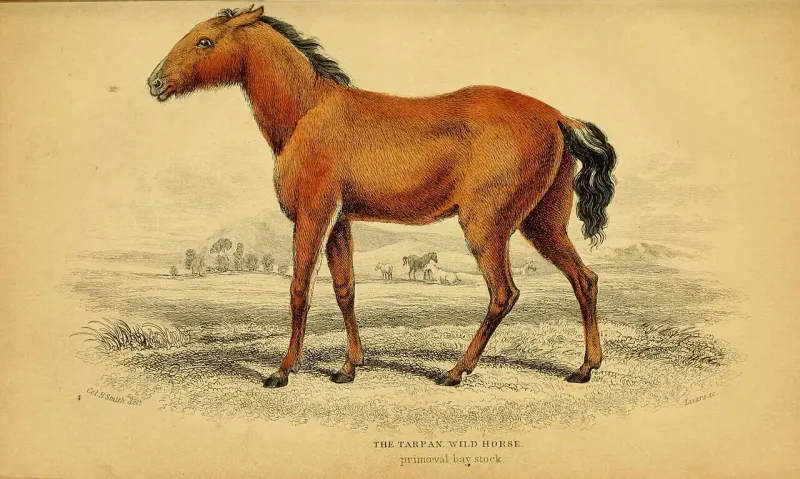 Tarpan