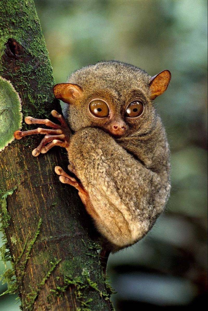 Tarsier