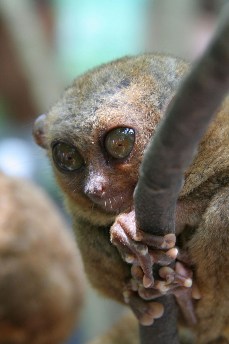 Tarsier