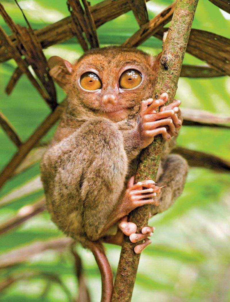 Tarsier