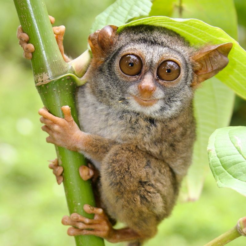 Tarsier