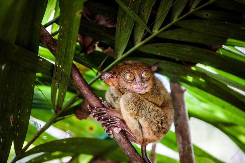 Tarsier