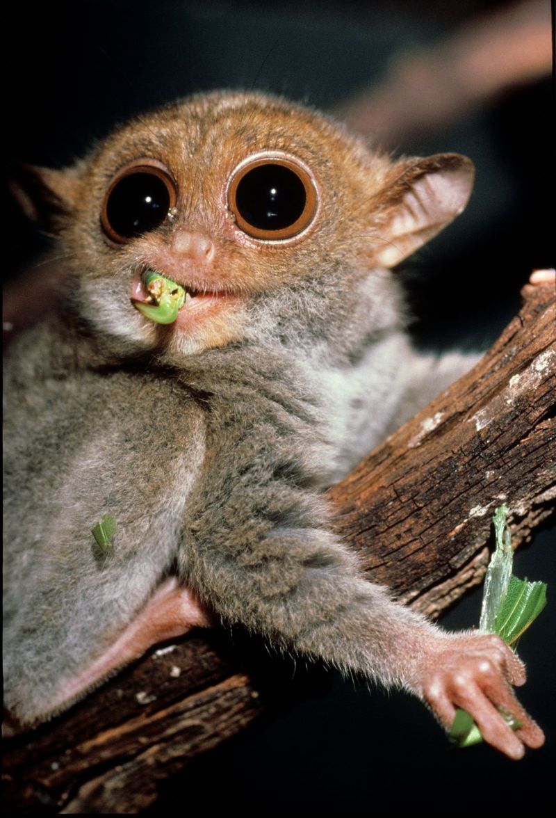 Tarsier Night Vision