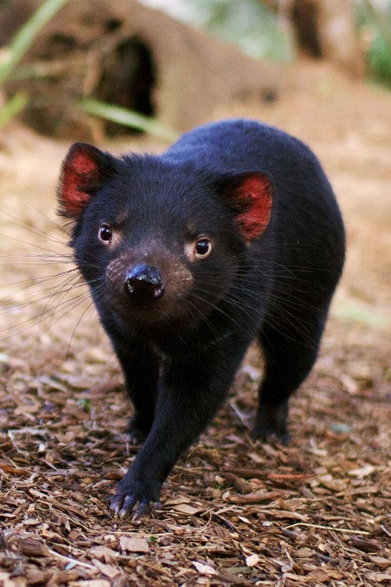 Tasmanian Devil