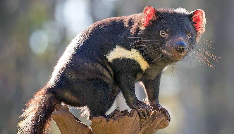 Tasmanian Devil