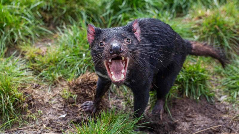 Tasmanian Devil