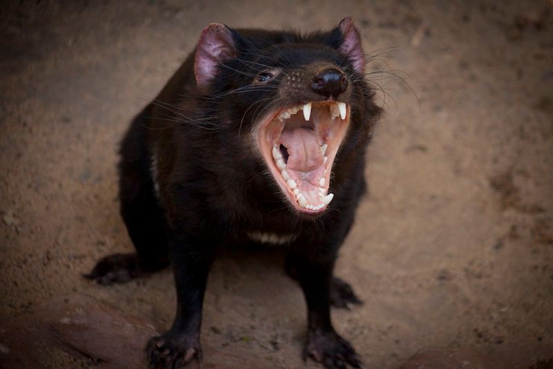 Tasmanian Devil