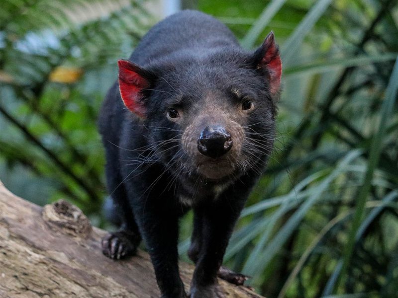 Tasmanian Devil