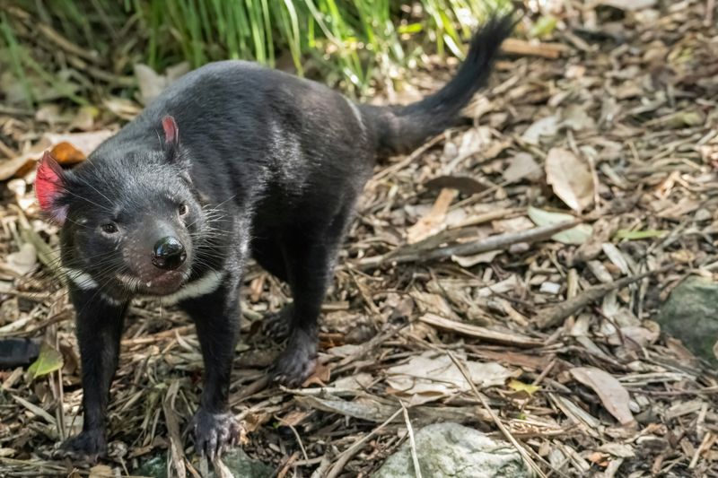 Tasmanian Devil