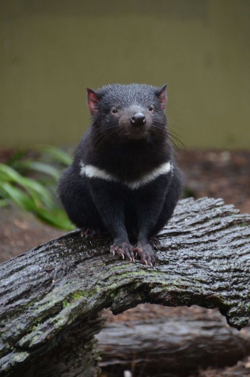 Tasmanian Devil