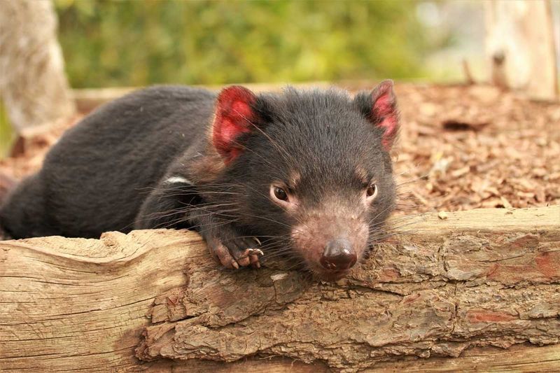 Tasmanian Devil