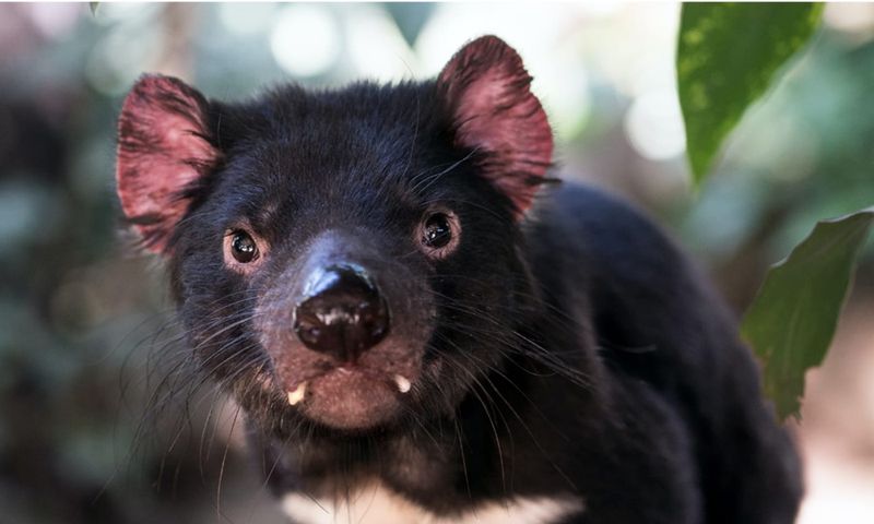 Tasmanian Devil