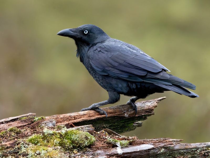 Tasmanian Forest Raven