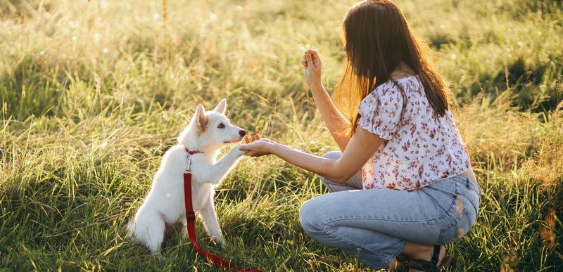 Teach Basic Commands