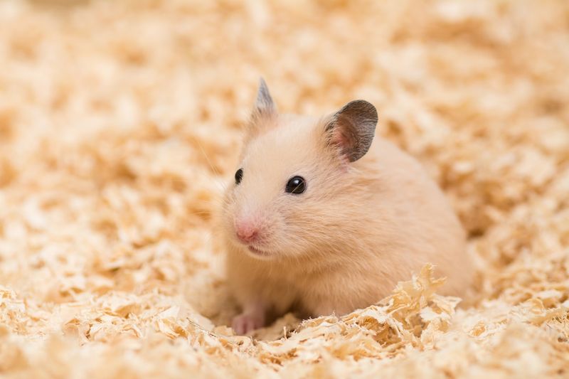 Teddy Bear Hamster