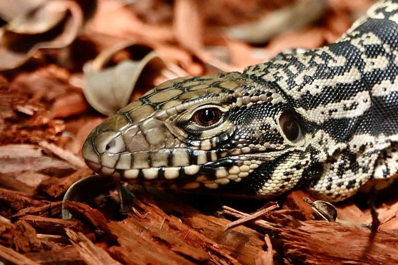 Tegu Lizard