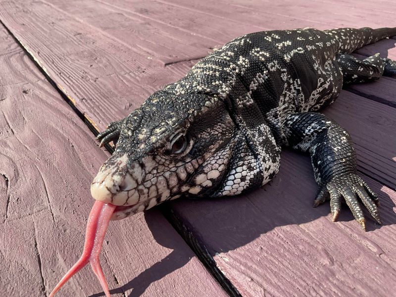 Tegu Lizard