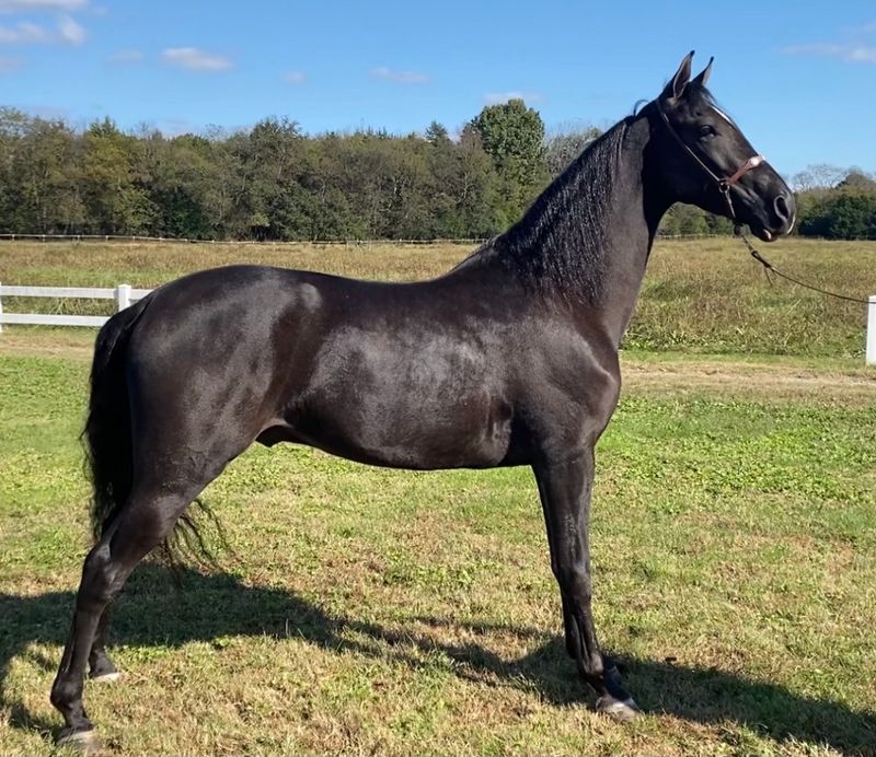 Tennessee Walking Horse