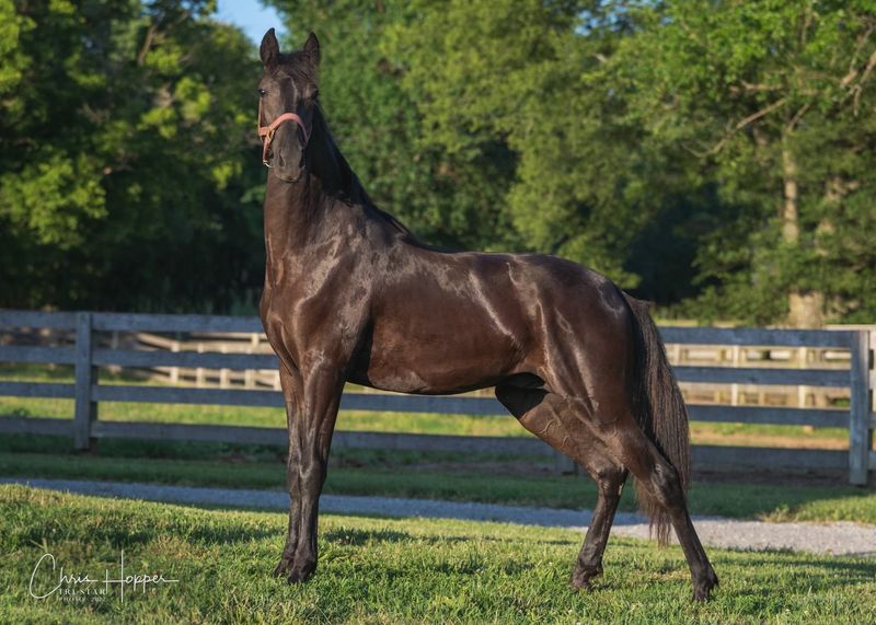 Tennessee Walking Horse