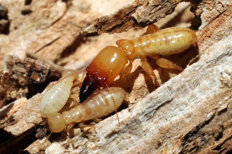 Termites