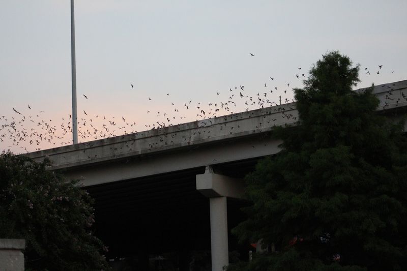 Texas' Bat Bridges