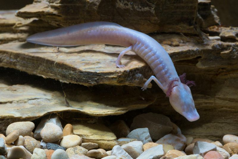 Texas Blind Salamander