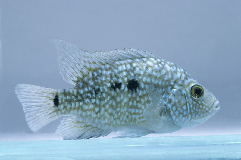 Texas Cichlid