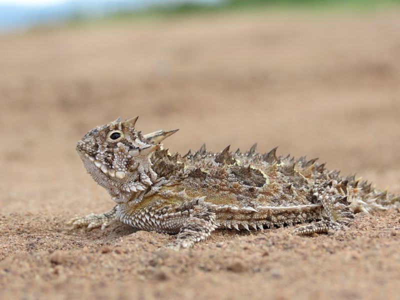 Texas Horned Lizard