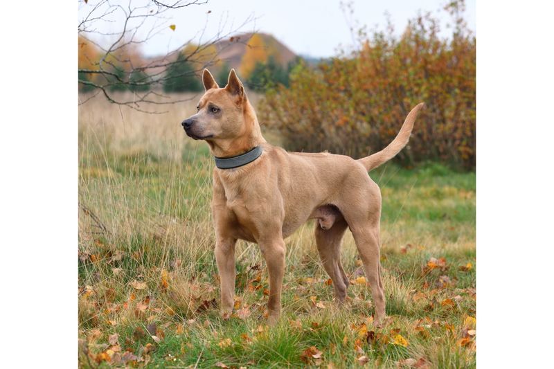 Thai Ridgeback