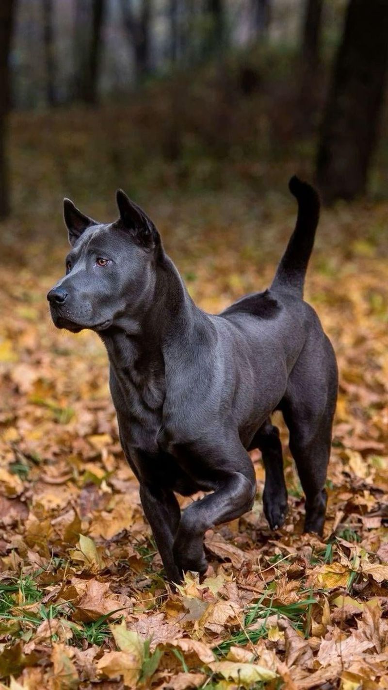 Thai Ridgeback