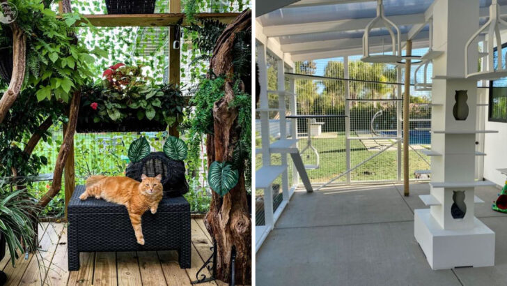 The ‘Catio’ Craze: 20 Luxury Outdoor Spaces for Indoor Cats