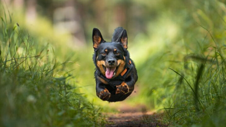 The 11 Key Traits of Lancashire Heelers and What Owners Need to Know