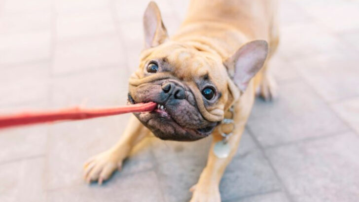 The 13 Biggest Mistakes Dog Owners Make While Walking Their Pets