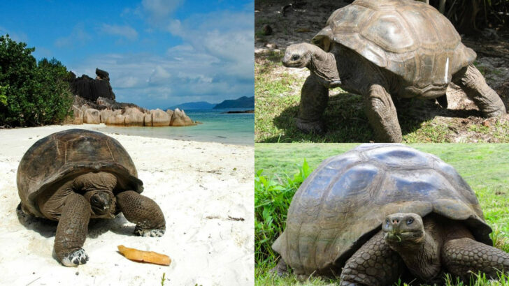 The 16 Largest Tortoises Ever Recorded in Captivity – Slow but Seriously Huge