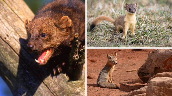 The 19 Most Elusive Wild Animals in North America