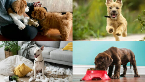 The 20 Biggest Mistakes Everyone Makes With New Puppies (And How to ...