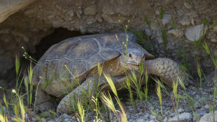 The 20 Largest Reptiles Still Living in the U.S.