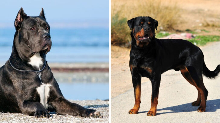 The 22 Dog Breeds I’d Avoid At All Costs