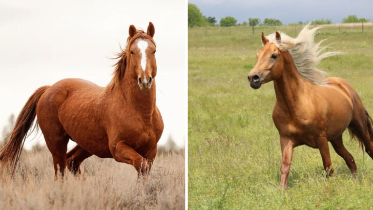 The 22 Most Beautiful Horse Colors Ranked From Rarest to Most Seen