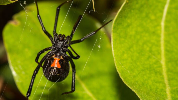 The 22 Most Dangerous Insects in America You Should Watch Out For