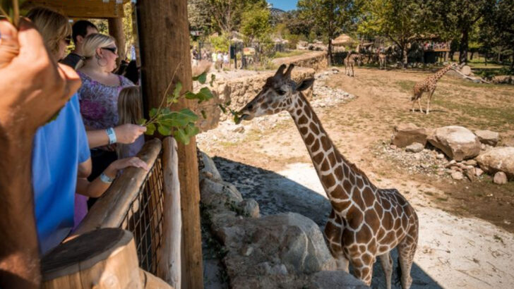 The 25 Biggest and Best Zoos in the U.S. for Animal Lovers