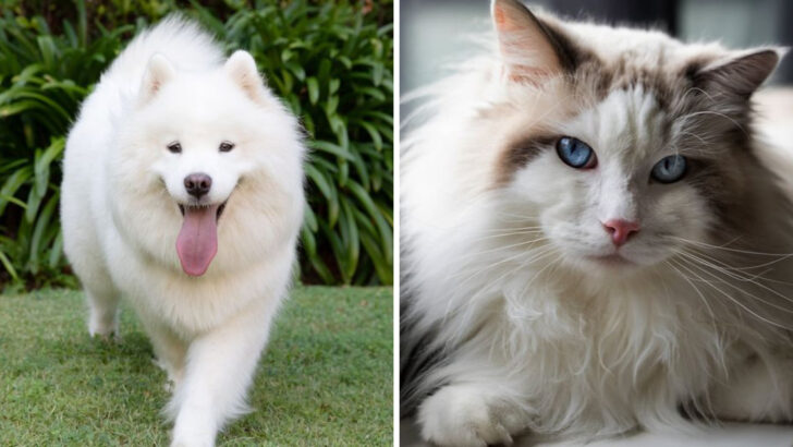 The 25 Fluffiest Animals in America That Will Melt Your Heart