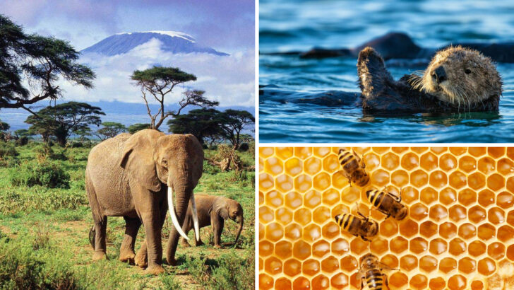 The 25 Most Important Species That Keep Earth’s Ecosystems Alive