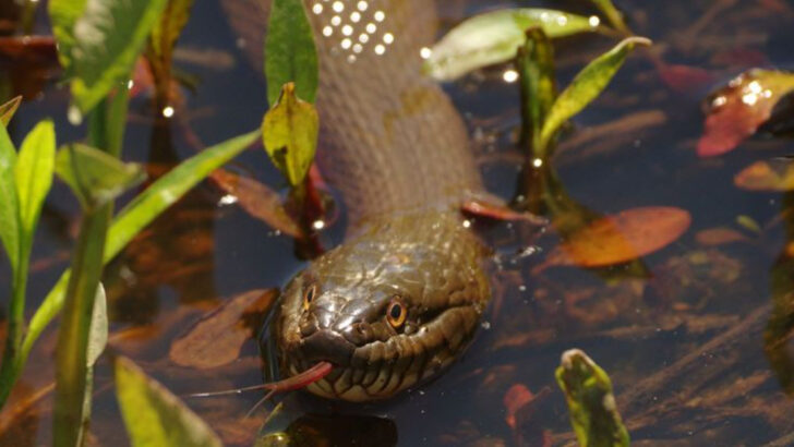 The 26 Most Snake-Infested Rivers in the U.S. That Will Make You Stay on Shore