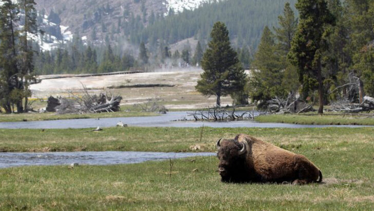 The 29 Most Breathtaking Animals You Have to See in Yellowstone National Park