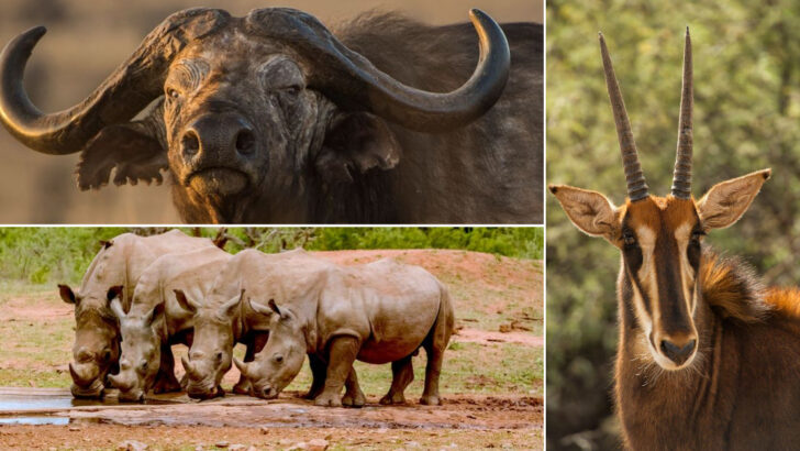 The 29 Most Iconic Animals You’ll Find in Africa’s Vast Wilderness