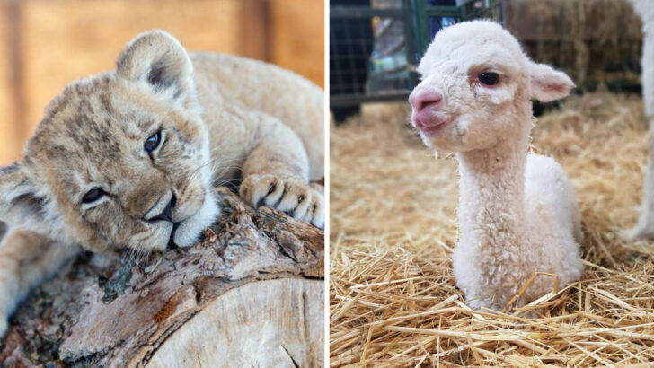 The 30 Most Adorable Baby Animals Ever Seen in the World