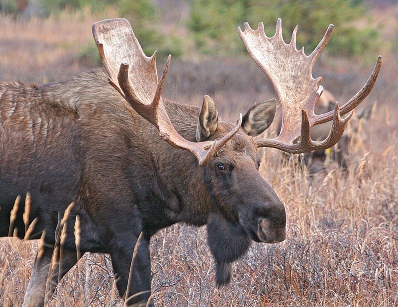 The Alaskan Moose