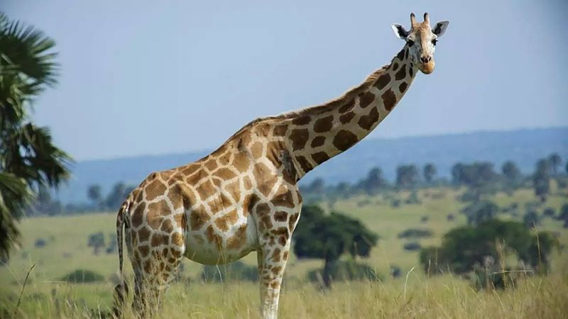 The Animal with the Longest Neck