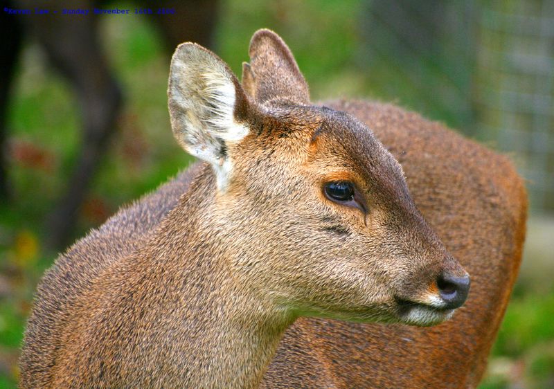 The Bawean Deer